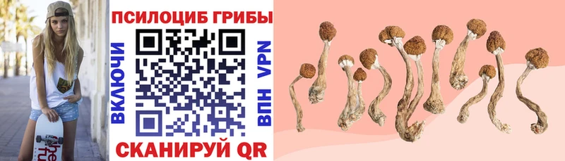 Псилоцибиновые грибы Psilocybine cubensis Кореновск